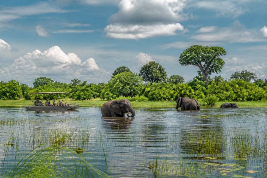 Saison verte au botswana : quand partir pour une expérience unique